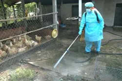 Nỗ lực triển khai nhiều biện pháp đối phó dịch cúm gia cầm ảnh 3 Nỗ lực triển khai nhiều biện pháp đối phó dịch cúm gia cầm ảnh 3