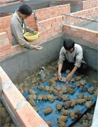 Phát triển ếch thương phẩm