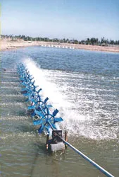 Đột phá vùng tôm ảnh 2 Đột phá vùng tôm ảnh 2