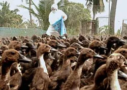 Quyết liệt như chống dịch cúm gia cầm H5N1