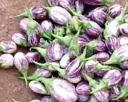Lời giải cho bữa ăn của 1 tỷ dân