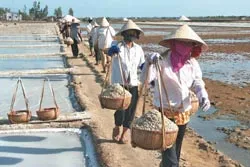 Rưng rưng muối đắng