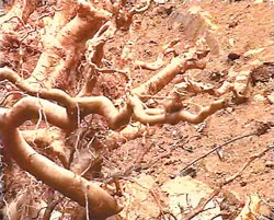 Cây dè hương bị tàn phá