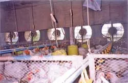 2 trại gà công nghiệp chuồng kín được phép nuôi lại