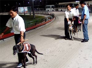 Vung Tau Dogs Come of Age ảnh 1 Vung Tau Dogs Come of Age ảnh 1
