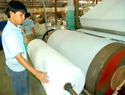 Công ty Giấy Vĩnh Huê trồng mới 5.200 ha lồ ô nguyên liệu