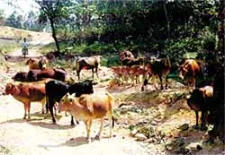 Làm giàu từ nuôi bò