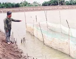 Cá kèo - dễ nuôi, dễ bán