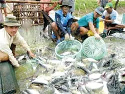 Người nuôi và doanh nghiệp phải liên kết ảnh 2 Người nuôi và doanh nghiệp phải liên kết ảnh 2