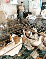 Virus H5N1 biến đổi có thể gây ra trận dịch lớn hơn