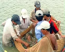Tin vắn
