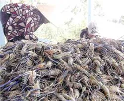 Vớt “vàng xanh” trong lũ đỏ