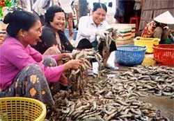 Ngọt ngào và cay đắng