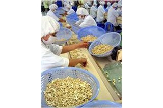 Cashew processing at a plant in Lam Dong province Cashew processing at a plant in Lam Dong province