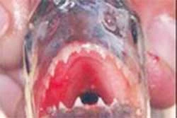 Cấm nhập khẩu cá hổ vào Việt Nam
