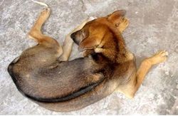 Saving Phu Quoc Dog from Extinction ảnh 2 Saving Phu Quoc Dog from Extinction ảnh 2
