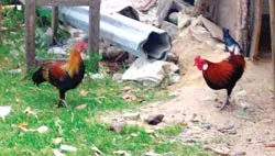 Đi bẫy gà rừng ảnh 2 Đi bẫy gà rừng ảnh 2