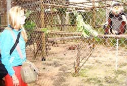 German Ornithologist Saves Leaf Monkeys from Extinction ảnh 2 German Ornithologist Saves Leaf Monkeys from Extinction ảnh 2