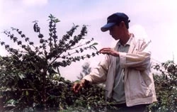 “Hợp đồng tương lai” - xu thế của hội nhập, nhưng… ảnh 2 “Hợp đồng tương lai” - xu thế của hội nhập, nhưng… ảnh 2