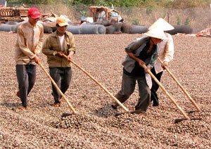 Cashew Exports Face Challenges to Maintain World’s Top Spot ảnh 1 Cashew Exports Face Challenges to Maintain World’s Top Spot ảnh 1