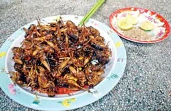 Dế chiên giòn!