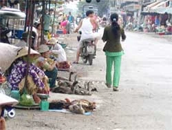 Gà, vịt sống - mua bao nhiêu cũng có