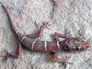 The Cyrtodactylus, a new spieces of gecko found in Kien Giang Biosphere Reserve The Cyrtodactylus, a new spieces of gecko found in Kien Giang Biosphere Reserve