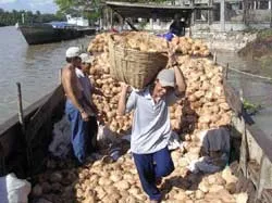 ĐBSCL: Tranh mua dừa khô xuất khẩu