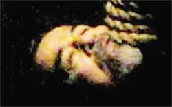 Điều tra vụ quay phim treo cổ Saddam