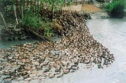 Nỗ lực ngăn chặn vịt chạy đồng vượt tỉnh