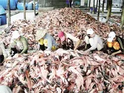 Đun nóng trực tiếp mỡ cá rồi pha vào dầu DO