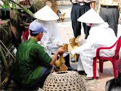 Năm hết Tết đến, lại cúm gà!