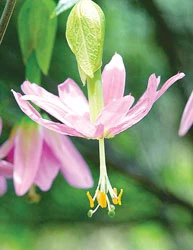 Thơ ảnh 2 Thơ ảnh 2