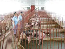 Từ làng đến phố