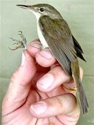 Tìm thấy giống chim cực hiếm