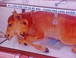 Nhà... “quái vật” ảnh 2 Nhà... “quái vật” ảnh 2