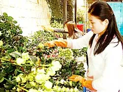 Những đóa hồng... bạc tỷ