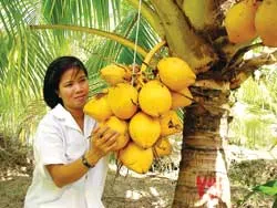 Thạc sĩ dừa