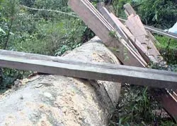 Quảng Ngãi: Rừng xanh lại “khóc”