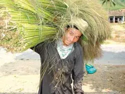 Mùa bứt đót