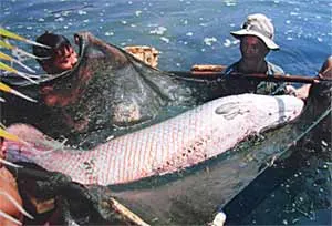 Cá “lạ” ở quận 2: Ai là người phóng sinh? ảnh 2