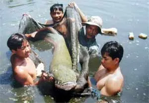 Cá “lạ” ở quận 2: Ai là người phóng sinh?