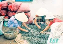 Sò huyết chết hàng loạt