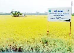 Nhiều lúa, nhiều khó khăn, nhiều bài học ảnh 2 Nhiều lúa, nhiều khó khăn, nhiều bài học ảnh 2