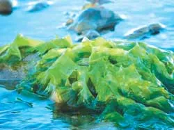 Chế tạo nhiên liệu sạch từ tảo biển và khí CO2