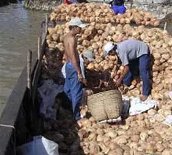 Giá dừa và xoài cát sụt thê thảm