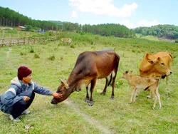 Xã Đạ Chais: Đổi thay từ đàn bò “tình thương” của bạn đọc Báo SGGP