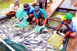 Nam Việt: Top 5 doanh nghiệp ngành thủy sản