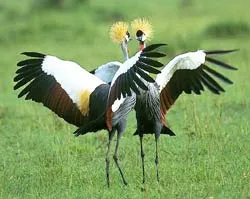 Chỉ mình em chưa có bạn trai!