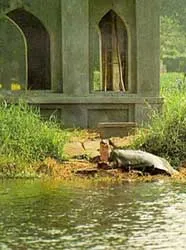 Những cụ rùa